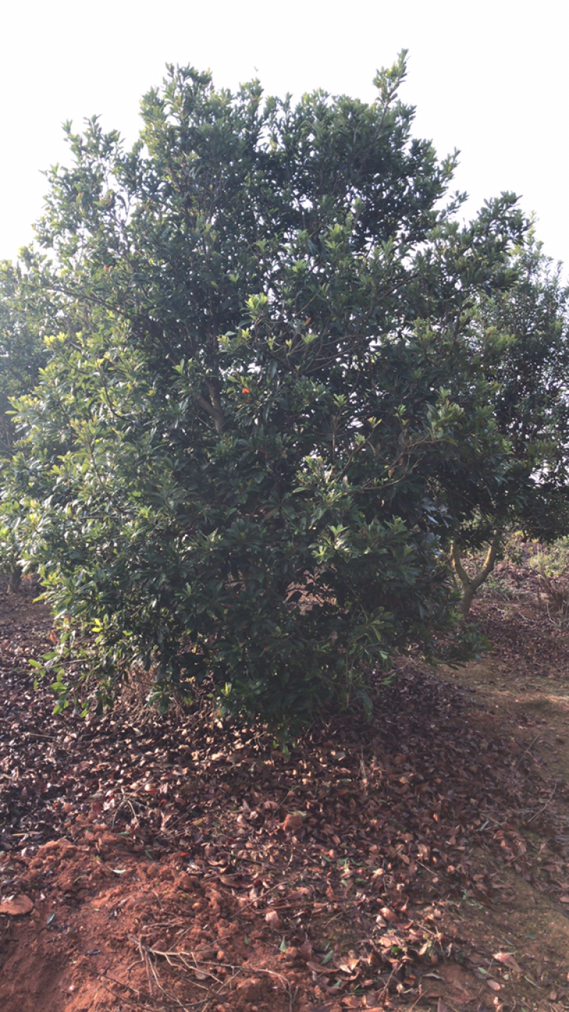 杨梅种植基地大量低价供应断根杨梅和工程杨梅