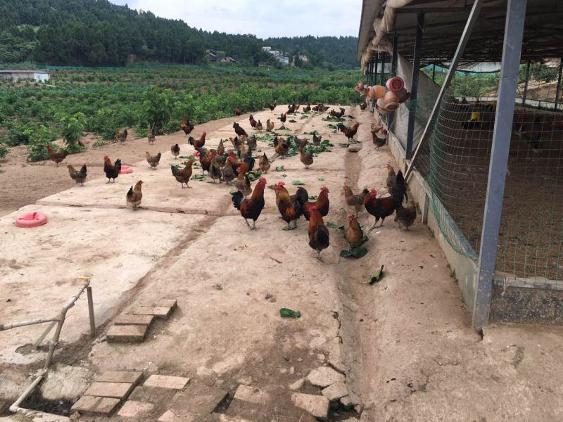 柠檬园散养鸡