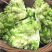 精品多心菜平湖新埭G60沿线