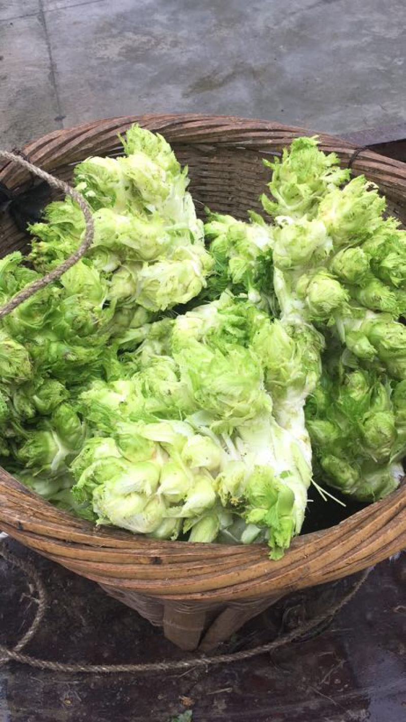 精品多心菜平湖新埭G60沿线