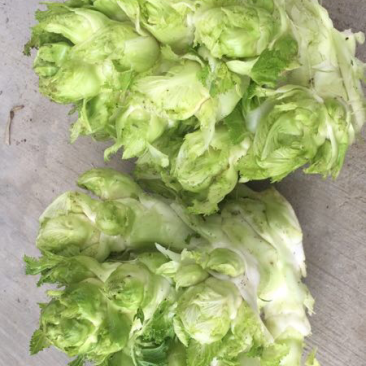 精品多心菜平湖新埭G60沿线