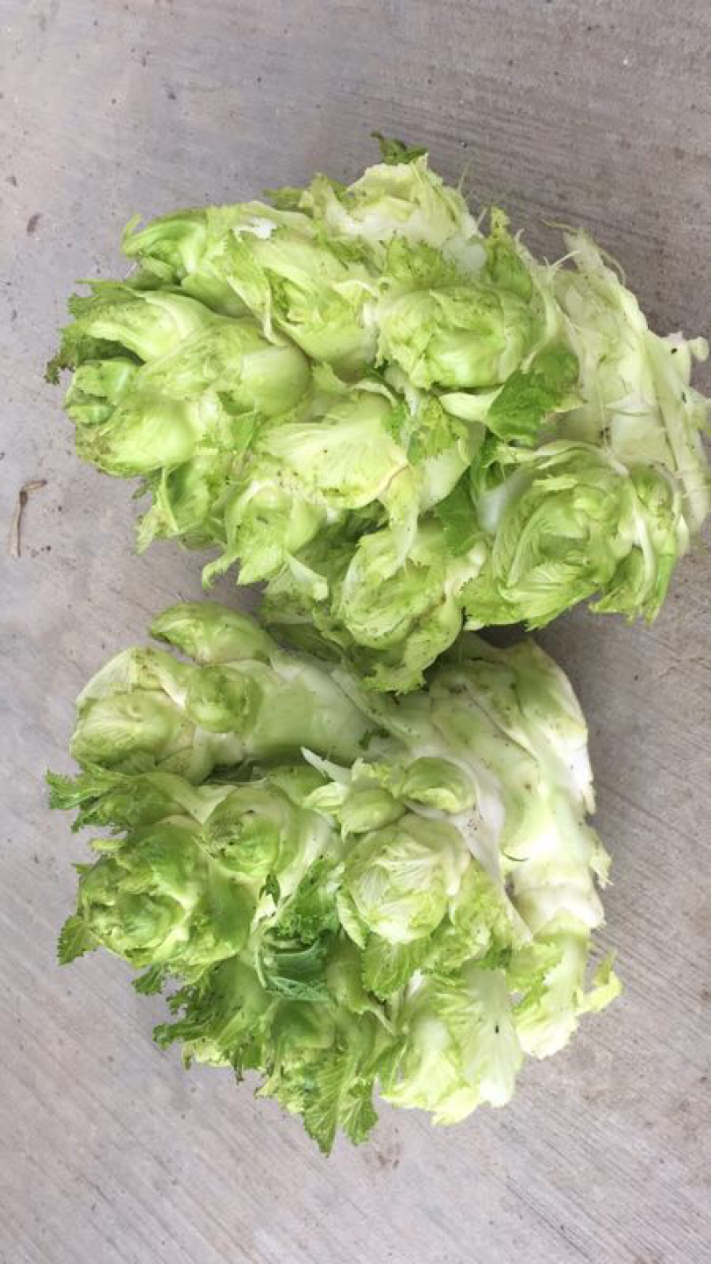 精品多心菜平湖新埭G60沿线