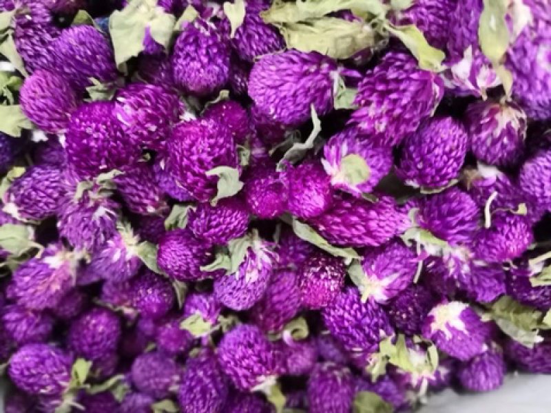 千日红花茶，工艺千日红，千日紫，批发花茶