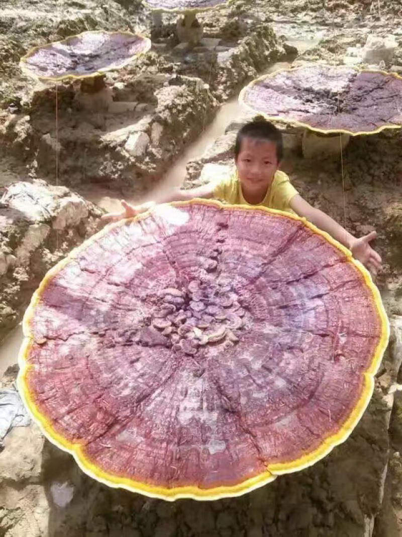 灵芝菌种，观赏，食用，药用公司直销，大红芝，大花芝