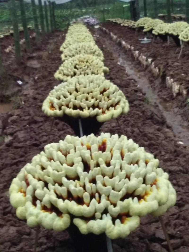 灵芝菌种，观赏，食用，药用公司直销，大红芝，大花芝
