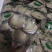 鲍鱼菇3cm以上