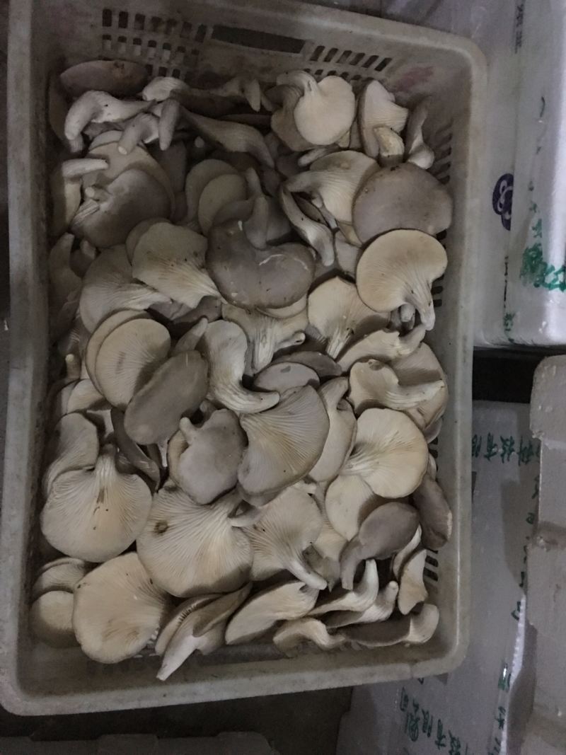 鲍鱼菇3cm以上