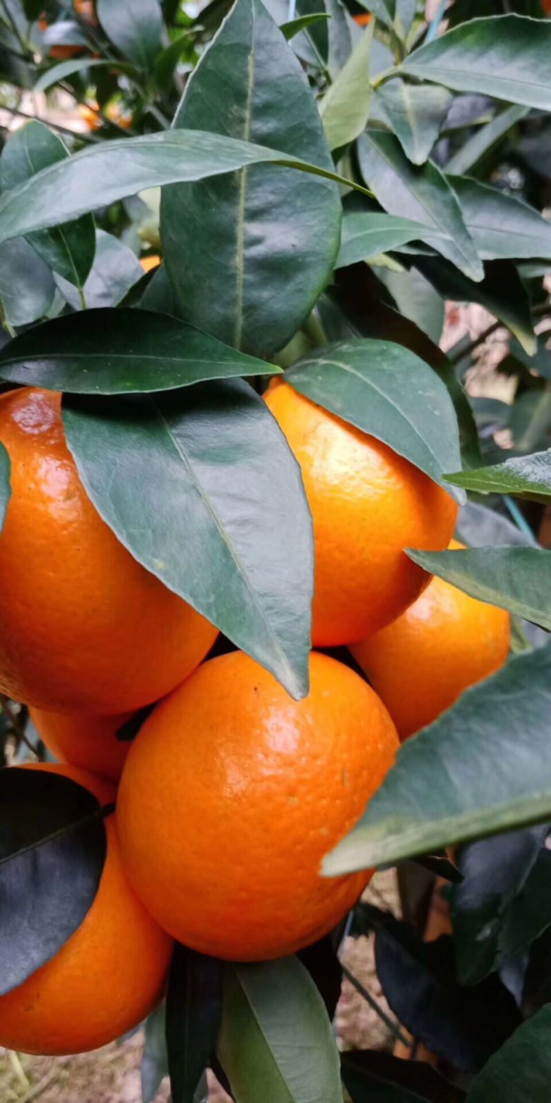 大量沃柑上市，口感细腻香甜爽口
