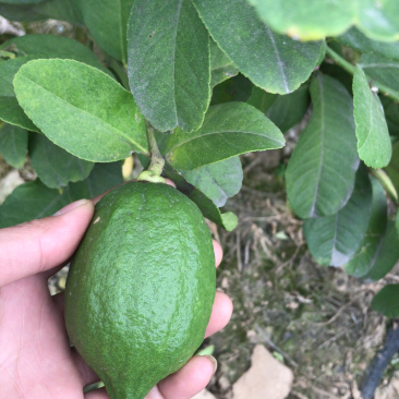 长期大量供应广东无子香水柠檬