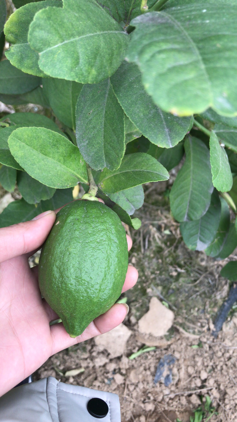 长期大量供应广东无子香水柠檬