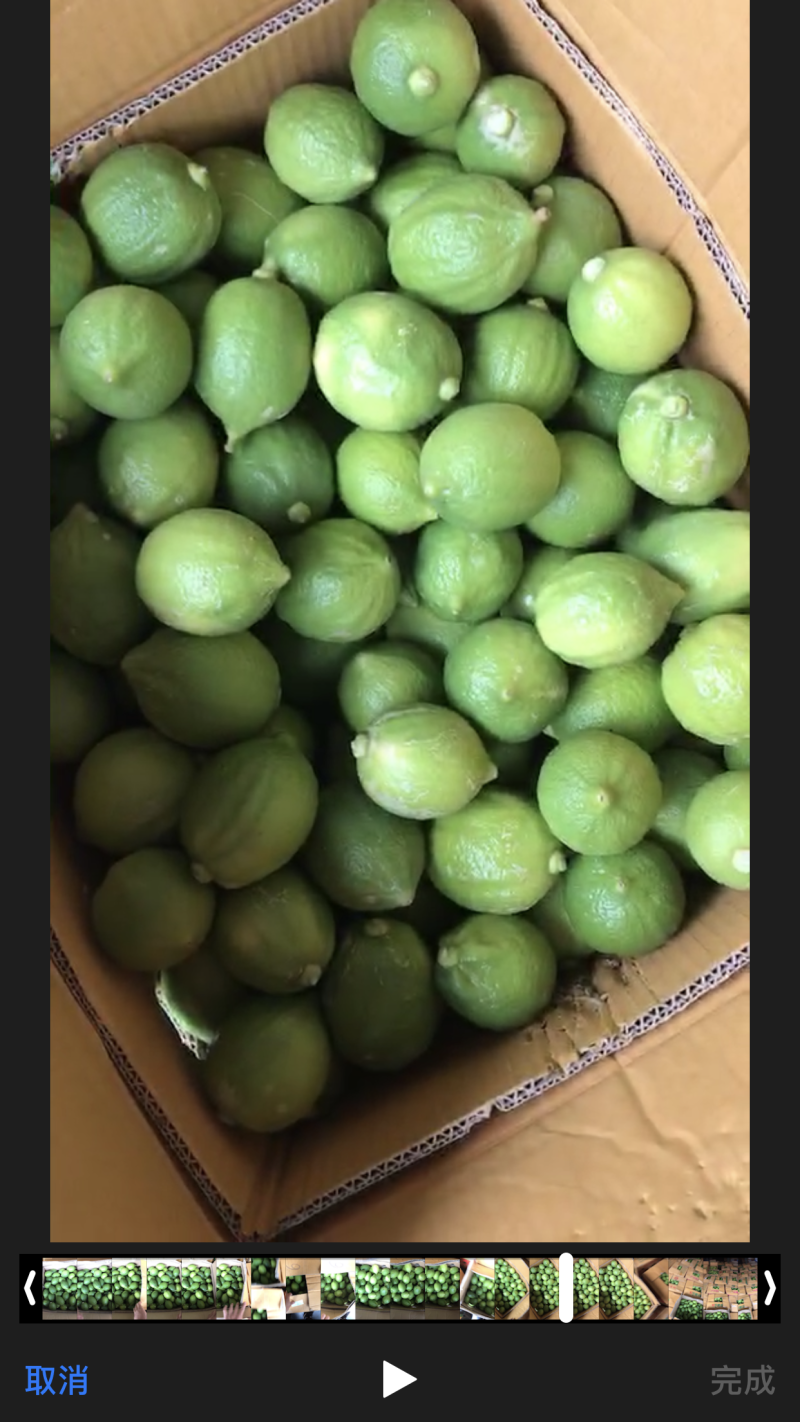 长期大量供应广东无子香水柠檬