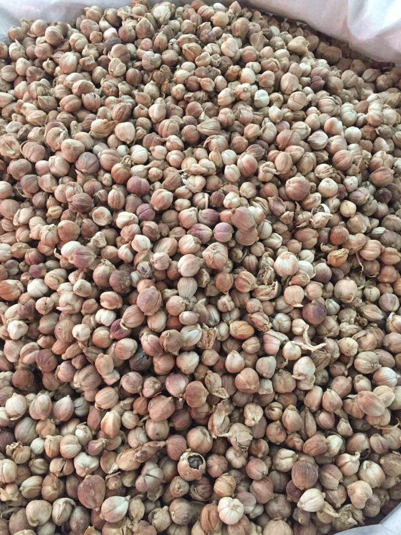 白豆蔻优质新货搭配八角桂皮丁香等香料是你烹饪美食包邮