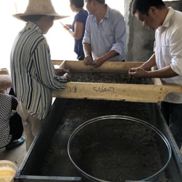 湖北江陵县批发野生荆半夏、种子、干半夏，量大从优
