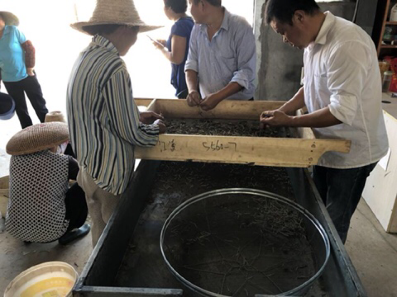 湖北江陵县批发野生荆半夏、种子、干半夏，量大从优