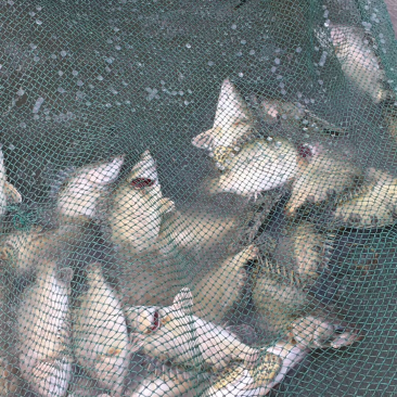 鲜活鳜鱼