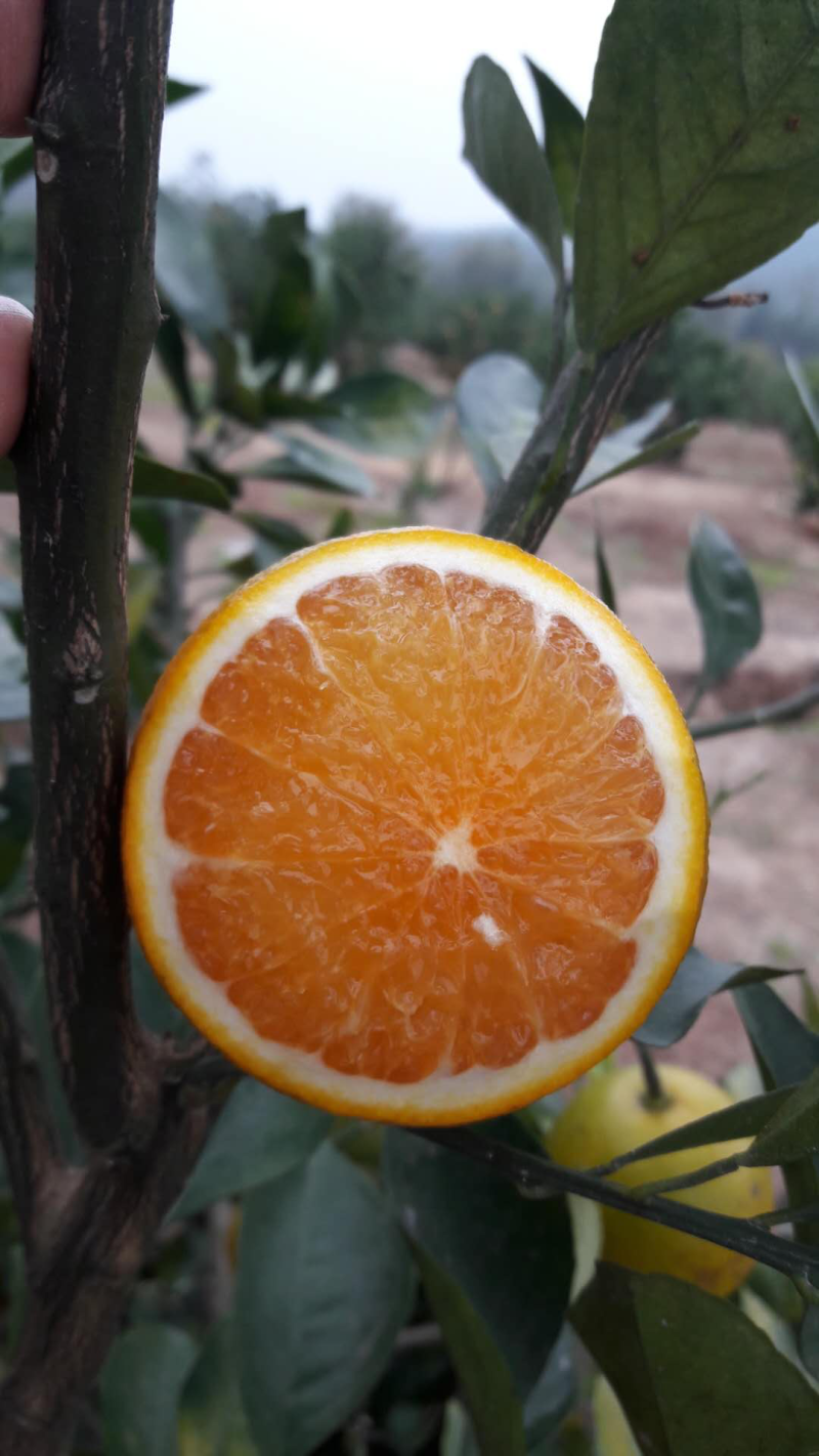 水果