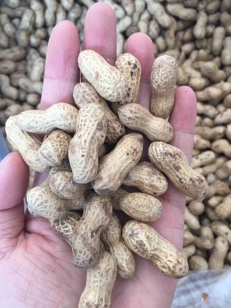 宁化湿炒花生。上新后发货