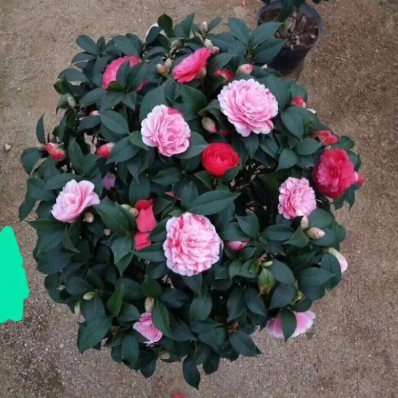 茶花