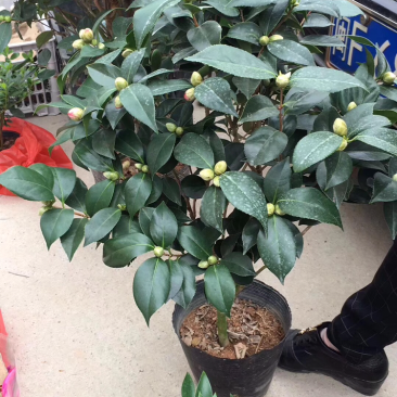 茶花
