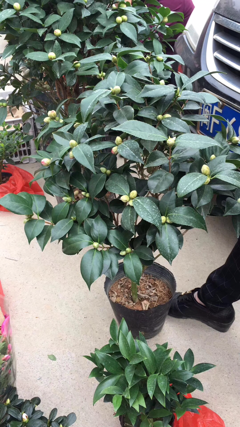 茶花