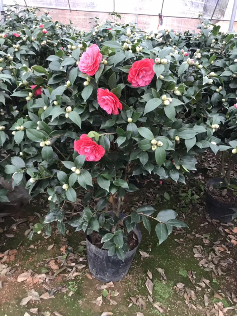 茶花
