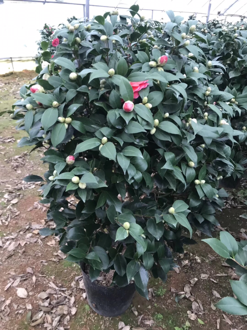 茶花