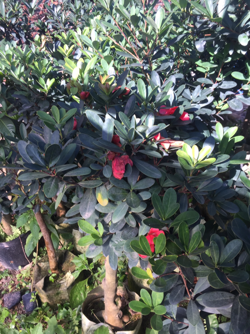 茶花
