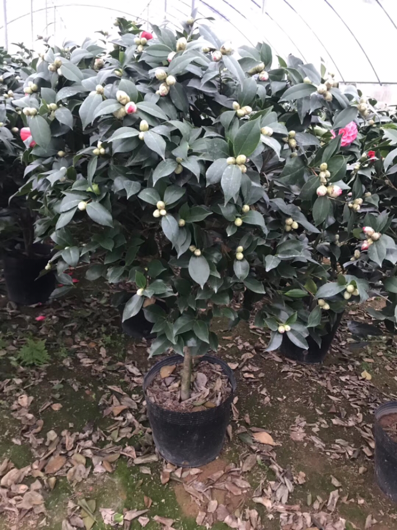 茶花