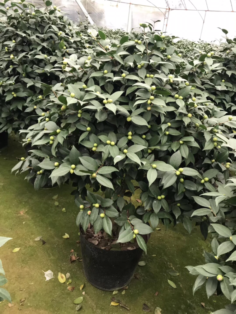 茶花