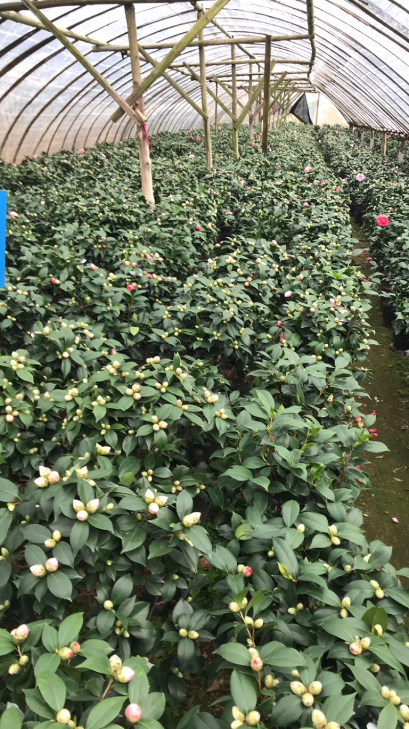茶花