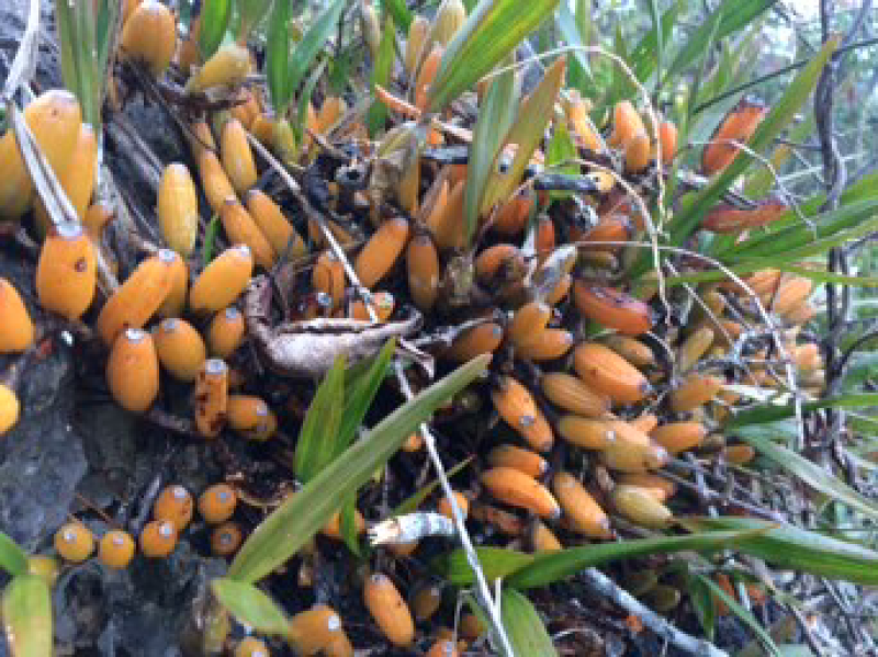 石橄榄