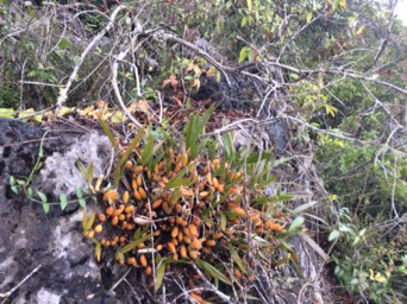石橄榄