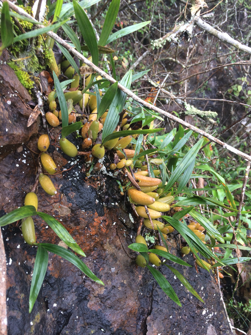 石橄榄