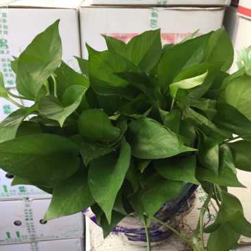 自产自销绿萝大量批发