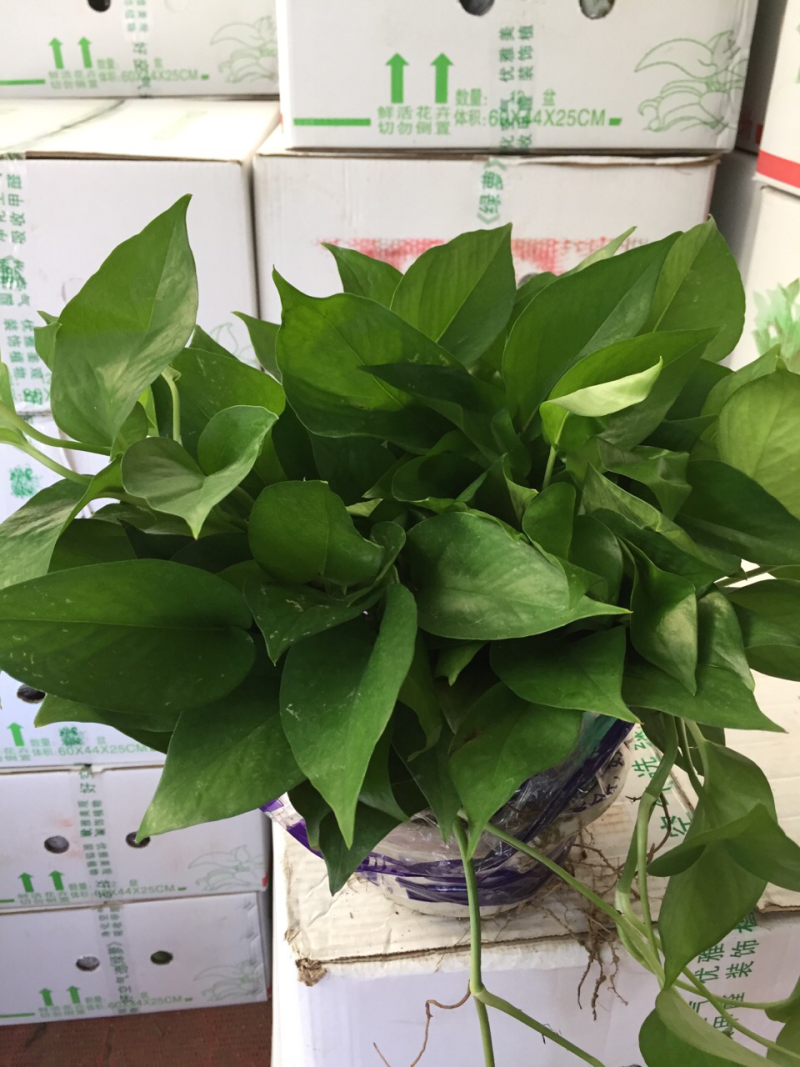 自产自销绿萝大量批发