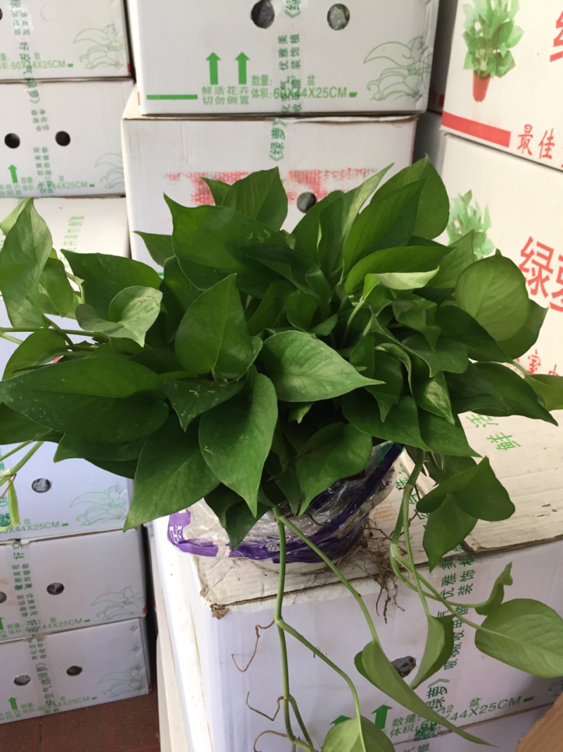 自产自销绿萝大量批发