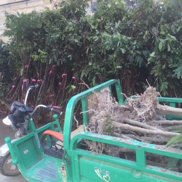 各种占地用的实生苗木。