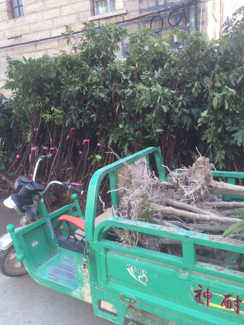 各种占地用的实生苗木。