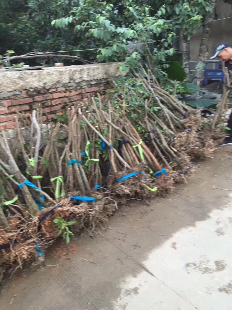 各种占地用的实生苗木。
