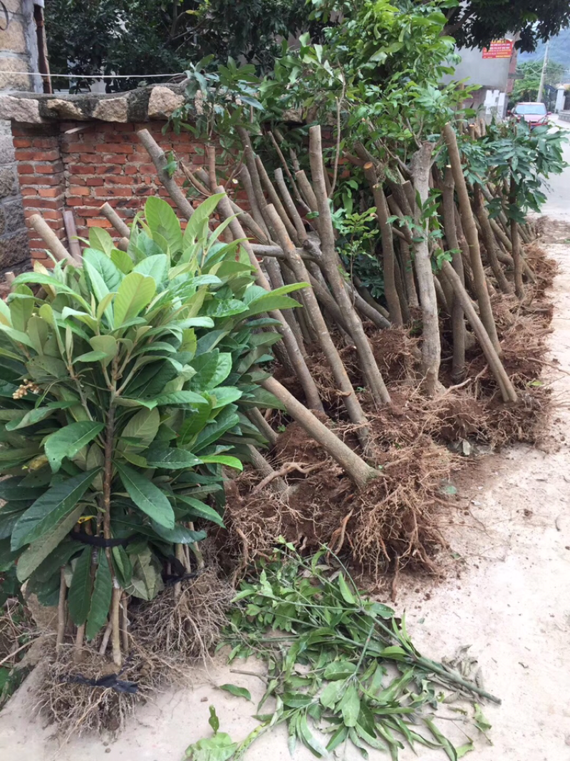 各种占地用的实生苗木。