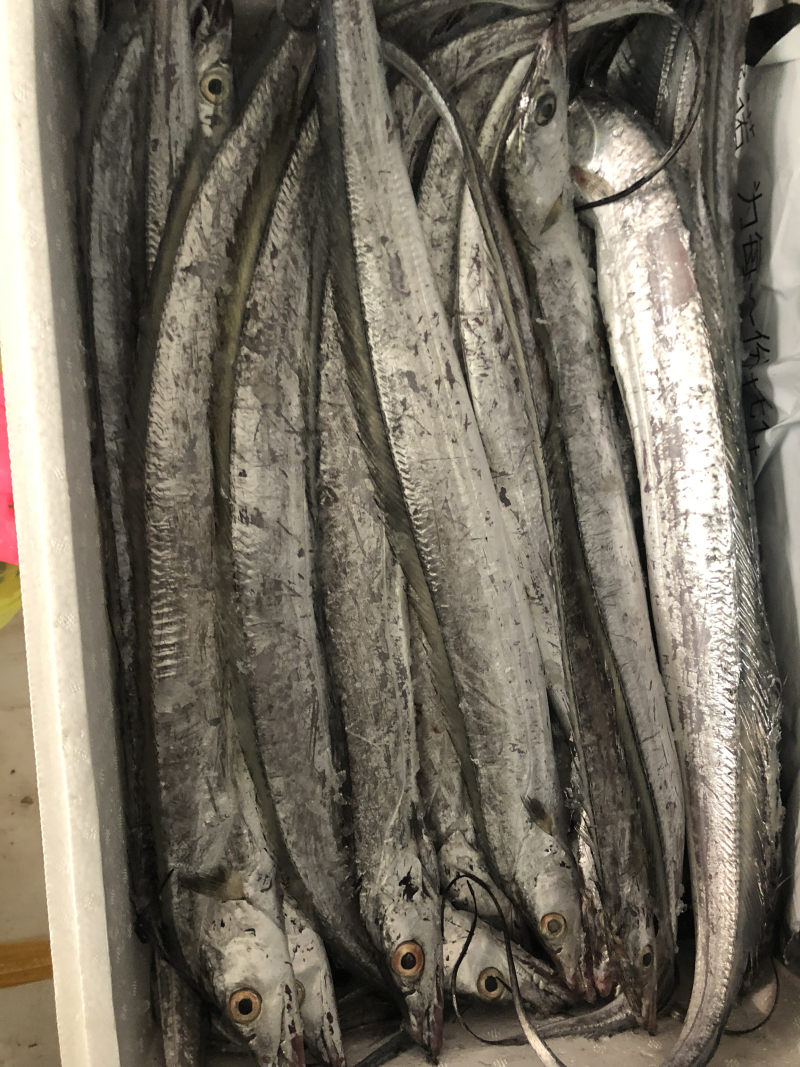 海捕新鲜带鱼精品带鱼