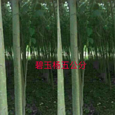 碧玉杨环保不飞絮。3一5公分的、100万棵、