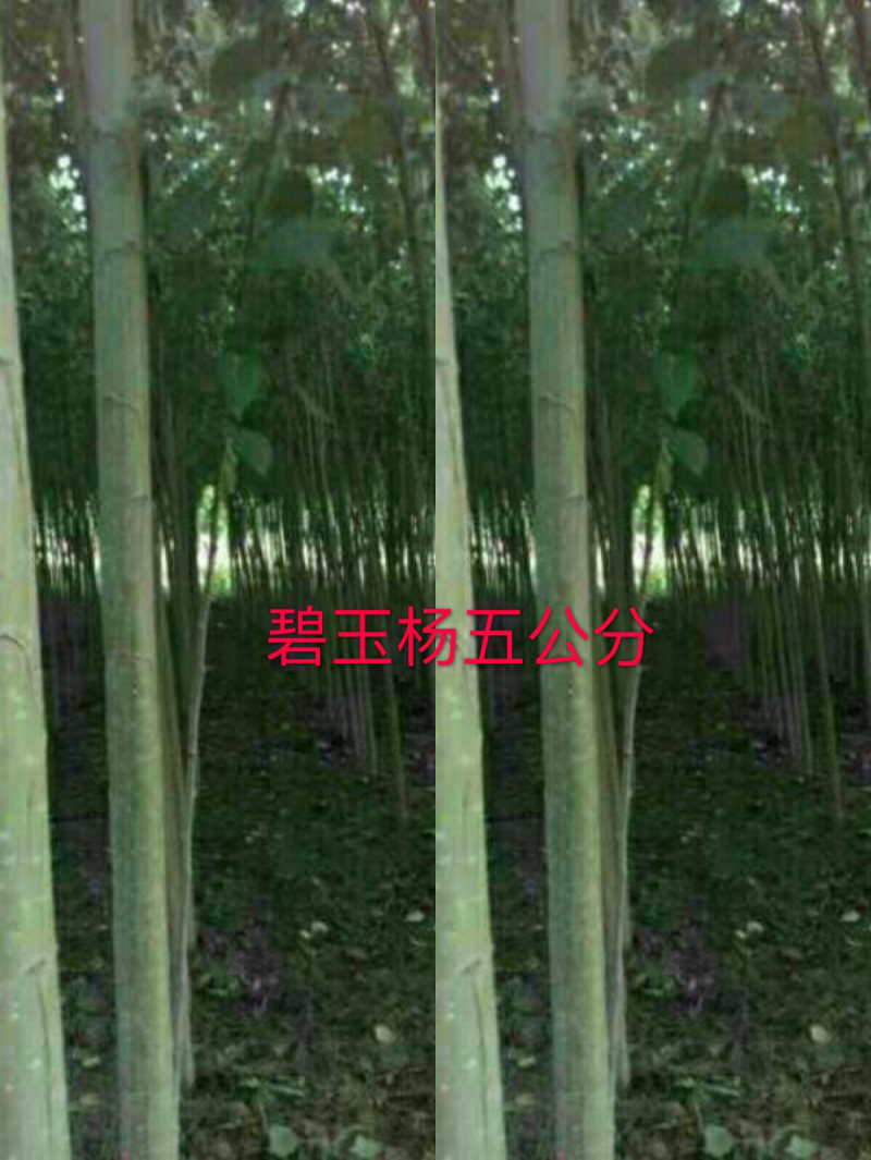 碧玉杨环保不飞絮。3一5公分的、100万棵、