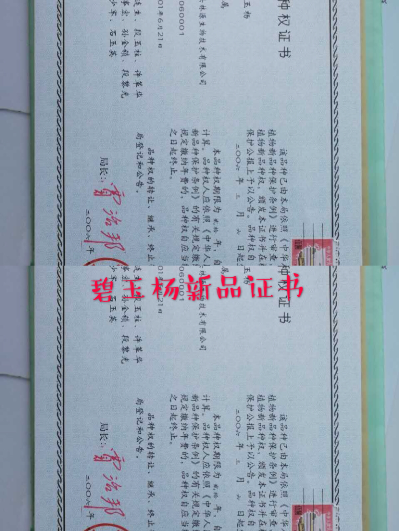 碧玉杨环保不飞絮。3一5公分的、100万棵、