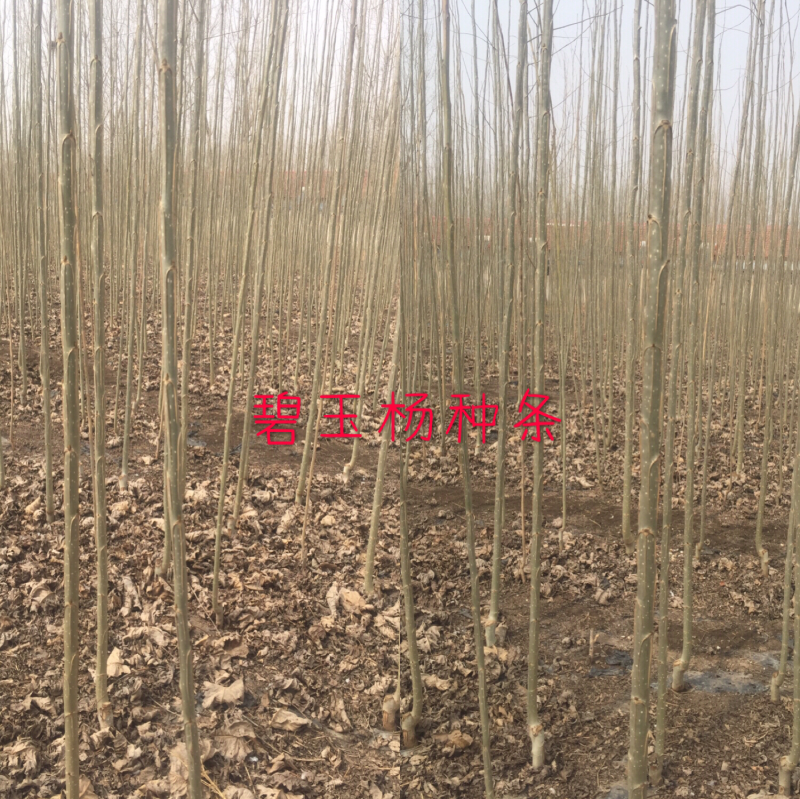 碧玉杨环保不飞絮。3一5公分的、100万棵、