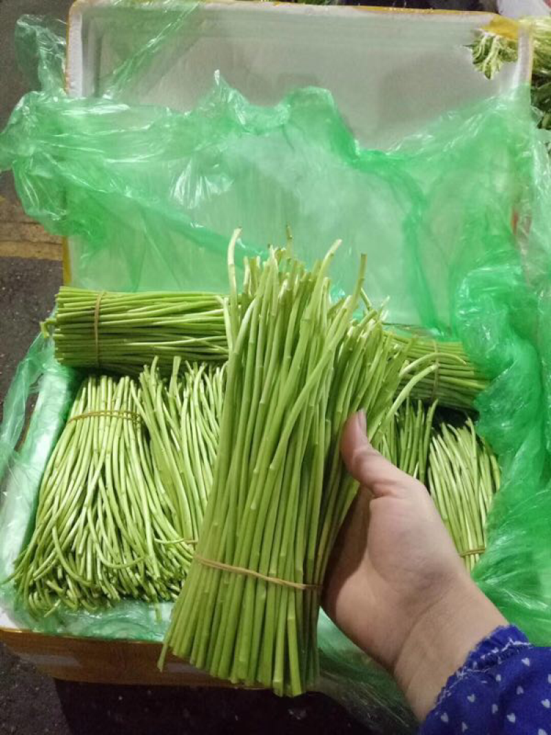 芦蒿大量上市。
