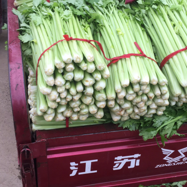 芹菜西芹新野40cm以上，5指粗细，产地新野，货优价