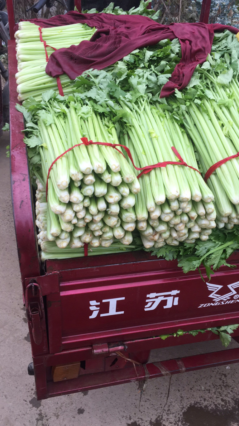 芹菜西芹新野40cm以上，5指粗细，产地新野，货优价