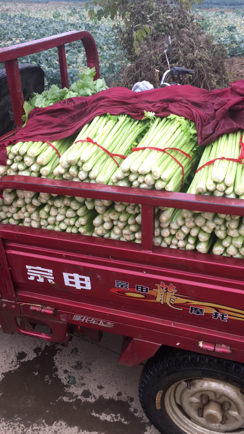 芹菜西芹新野40cm以上，5指粗细，产地新野，货优价