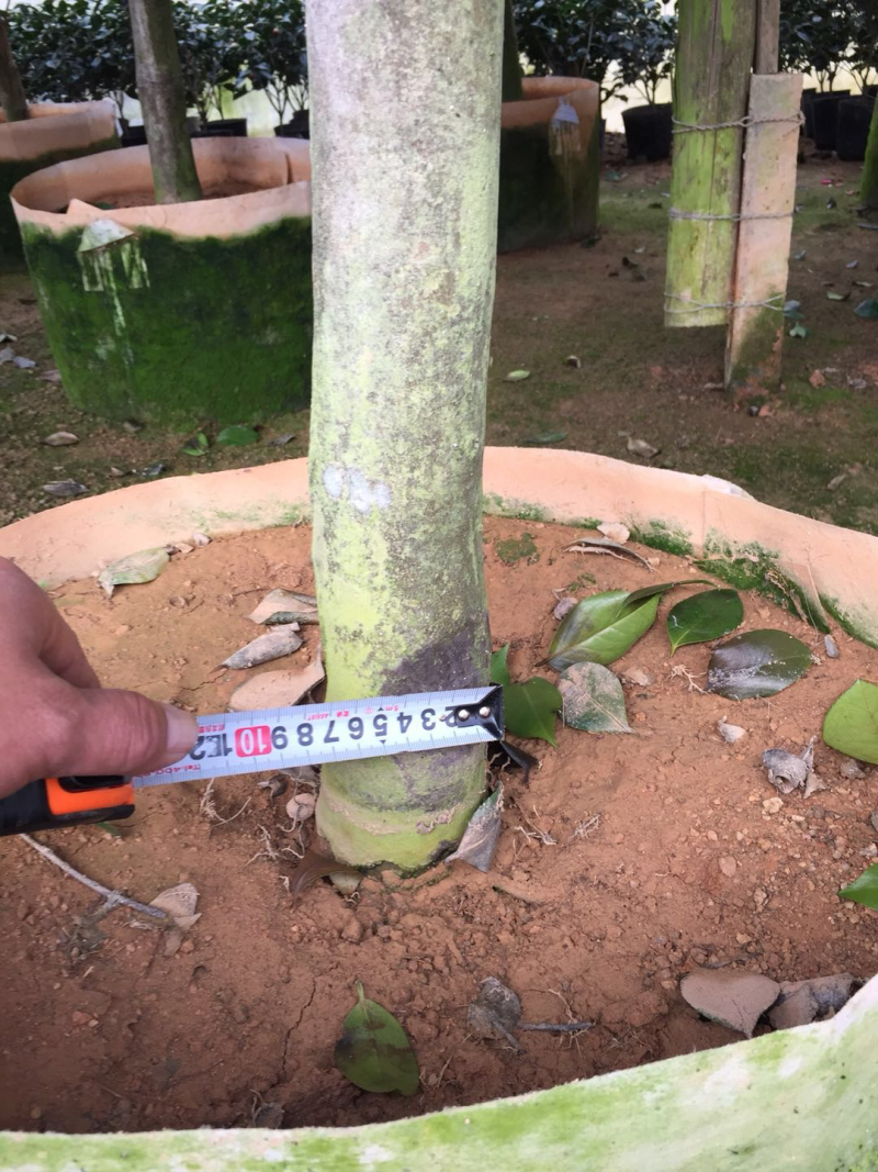 红赤丹山茶花（550袋装）盆栽植物花卉红色大花